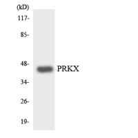 PRKX Polyclonal Antibody