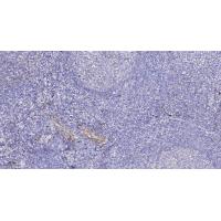 Probetacellulin Polyclonal Antibody