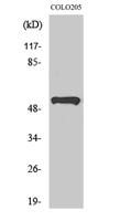 PRP19 Polyclonal Antibody