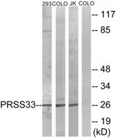 PRSS33 Polyclonal Antibody