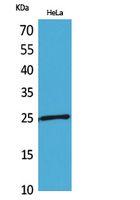 PRX I Polyclonal Antibody