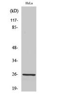 PRX III Polyclonal Antibody