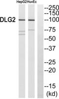 PSD-93 Polyclonal Antibody