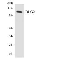 PSD-93 Polyclonal Antibody