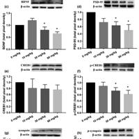 PSD-95 Polyclonal Antibody