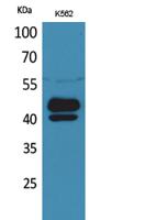 PSG1 Polyclonal Antibody