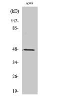 PSK-H1 Polyclonal Antibody