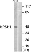 PSK-H1 Polyclonal Antibody