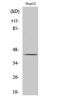 PSMC6 Polyclonal Antibody