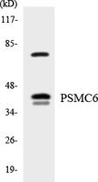 PSMC6 Polyclonal Antibody