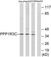 PTG Polyclonal Antibody