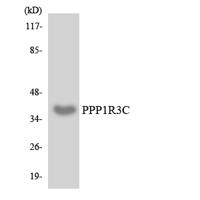 PTG Polyclonal Antibody