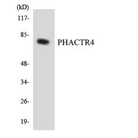 PHACTR4 Polyclonal Antibody