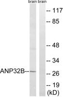 PHAPI2 Polyclonal Antibody