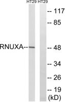 PHAX Polyclonal Antibody