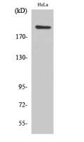 PHF3 Polyclonal Antibody