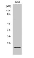 PHLDA3 Polyclonal Antibody