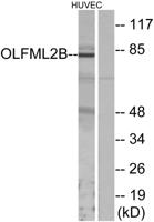 Photomedin-2 Polyclonal Antibody