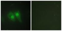 pHyde Polyclonal Antibody