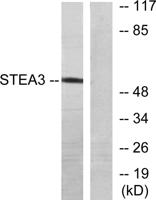 pHyde Polyclonal Antibody