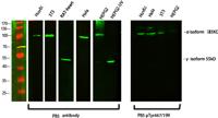 PI 3 kinase p85α/γ Polyclonal Antibody