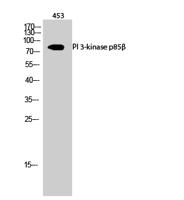 PI 3-kinase p85β Polyclonal Antibody