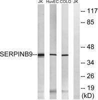 PI-9 Polyclonal Antibody