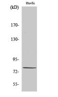 PIAS 1 Polyclonal Antibody