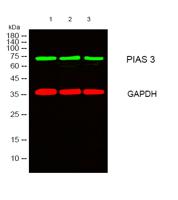 PIAS 3 Polyclonal Antibody