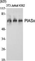 PIASx Polyclonal Antibody