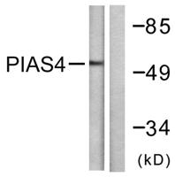 PIASy Polyclonal Antibody