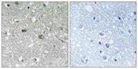 PIG-H Polyclonal Antibody