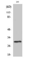 PIG-X Polyclonal Antibody