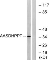 AASD-PPT Polyclonal Antibody