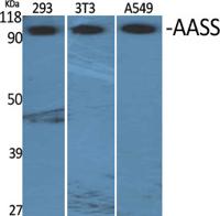 AASS Polyclonal Antibody