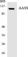 AASS Polyclonal Antibody