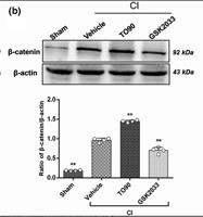 ABCA1 Polyclonal Antibody