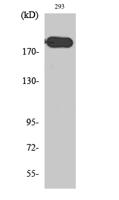 ABCA6 Polyclonal Antibody