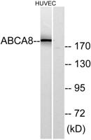 ABCA8 Polyclonal Antibody