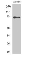 ABCB10 Polyclonal Antibody