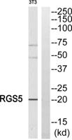 RGS5 Polyclonal Antibody