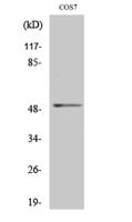 FRS3 Polyclonal Antibody