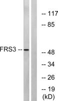 FRS3 Polyclonal Antibody