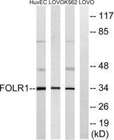 FR-α Polyclonal Antibody