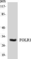 FR-α Polyclonal Antibody