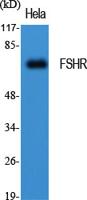 FSHR Polyclonal Antibody