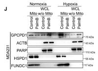 FUNDC1 Polyclonal Antibody