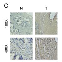 Fusin Polyclonal Antibody