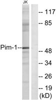 Pim-1 Polyclonal Antibody