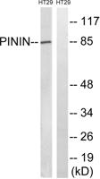 Pinin Polyclonal Antibody